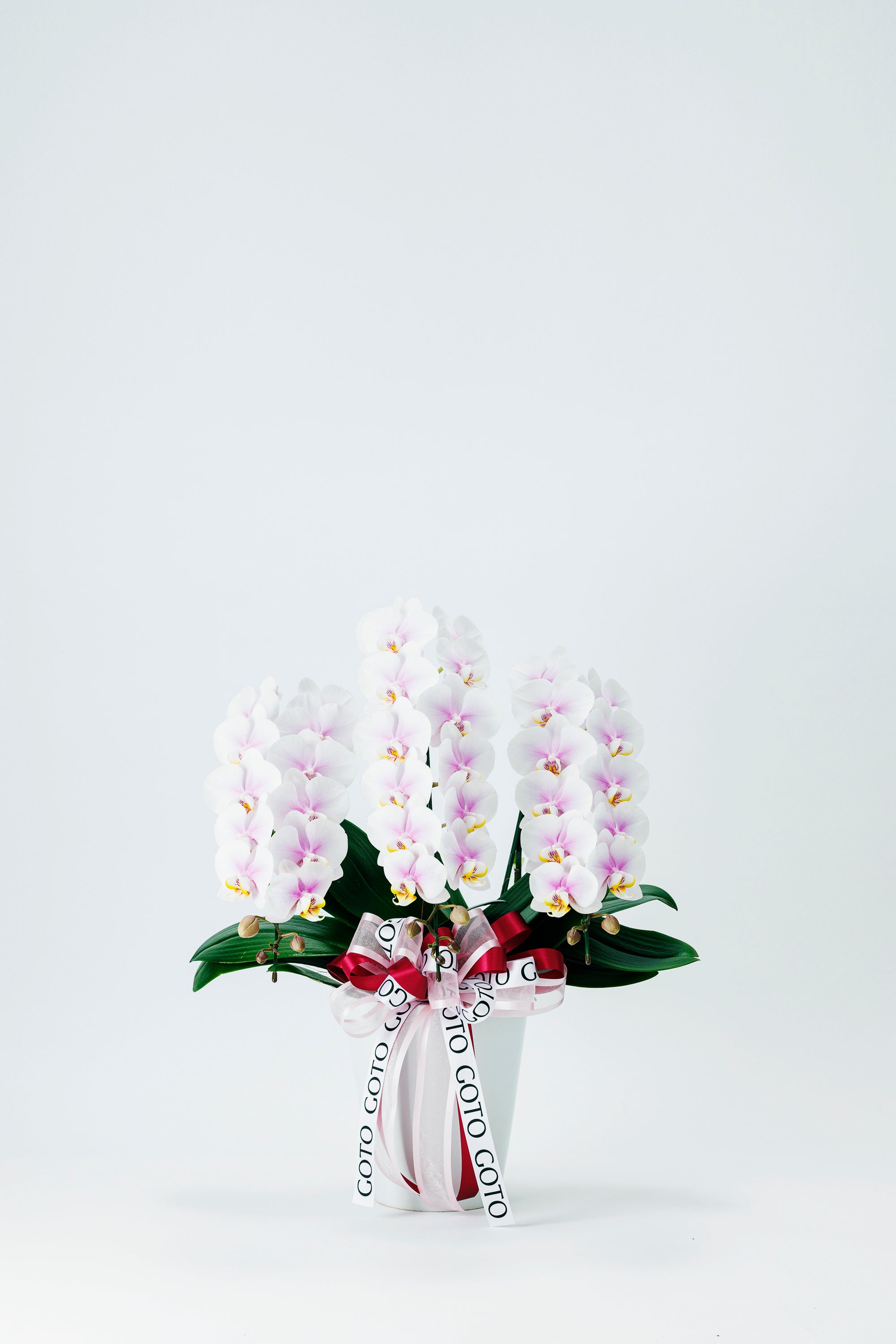 ミニ胡蝶蘭ピンク3本立丨Blushing Elegance - Small《ブラッシングエレガンス・スモール》