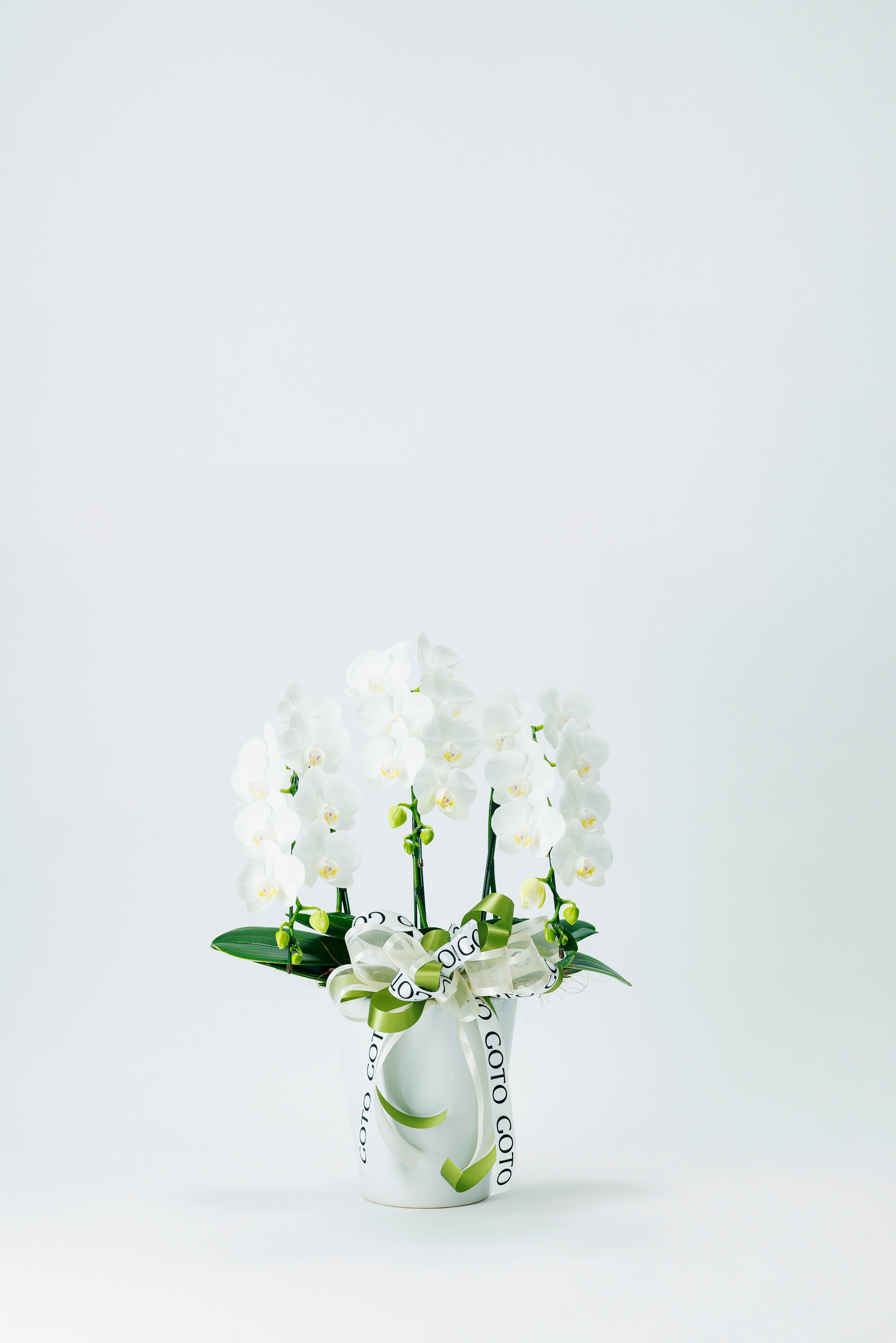 ミニ胡蝶蘭ホワイト3本立丨White Radiance - Small《ホワイトラディアンス・スモール》