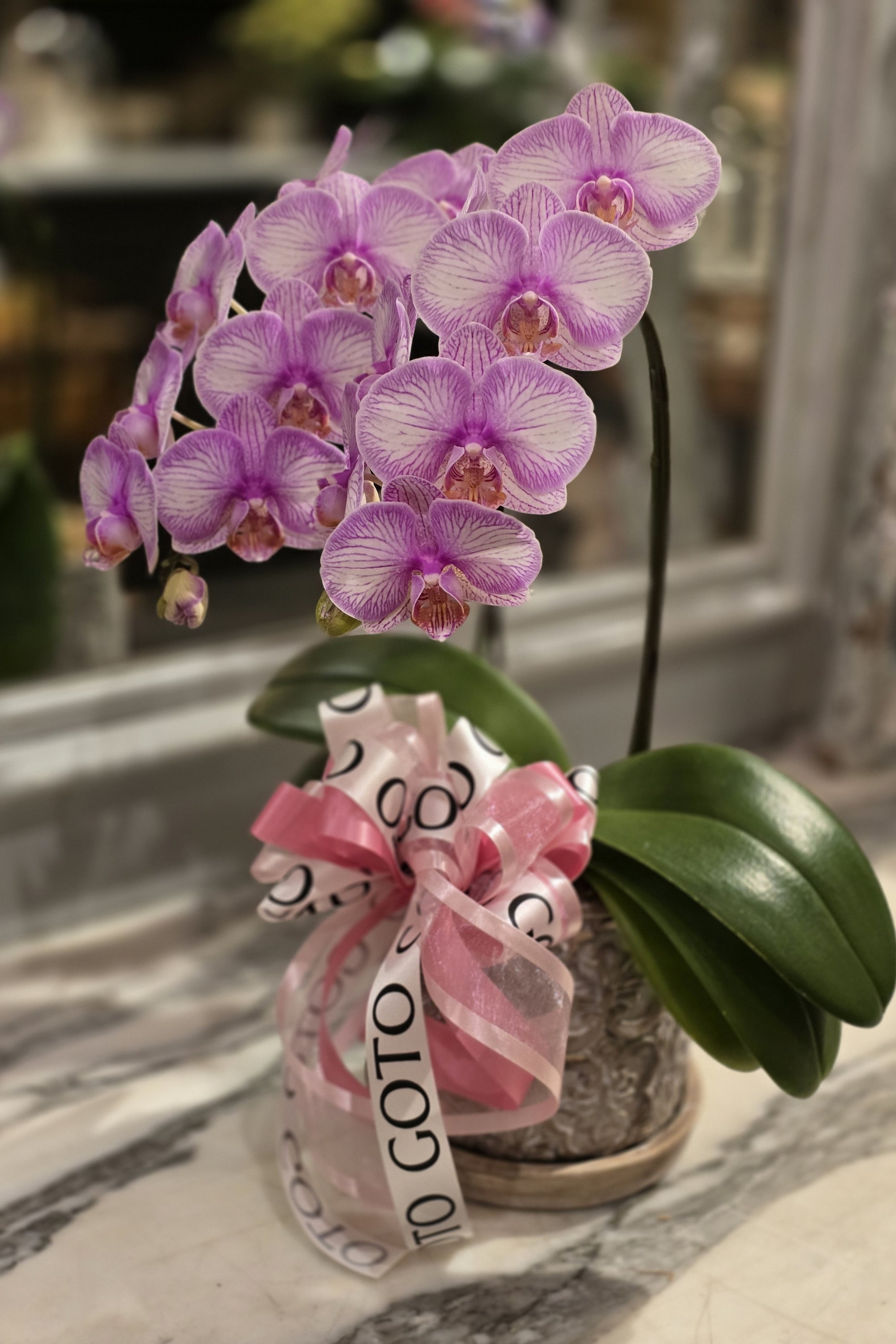 ミニ胡蝶蘭 2本立《ラブリーエフェクト》