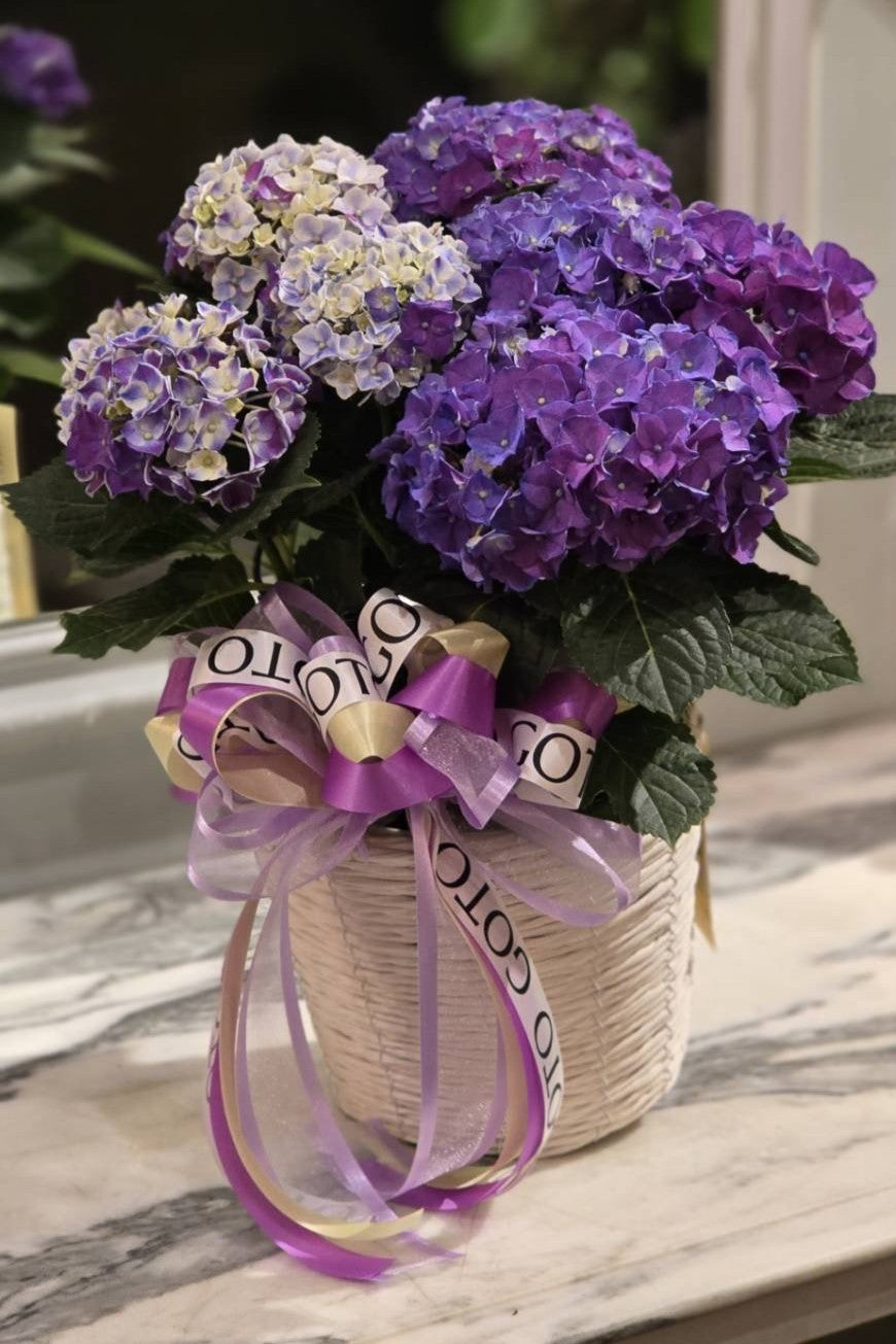 アジサイ《モザイクブルー》