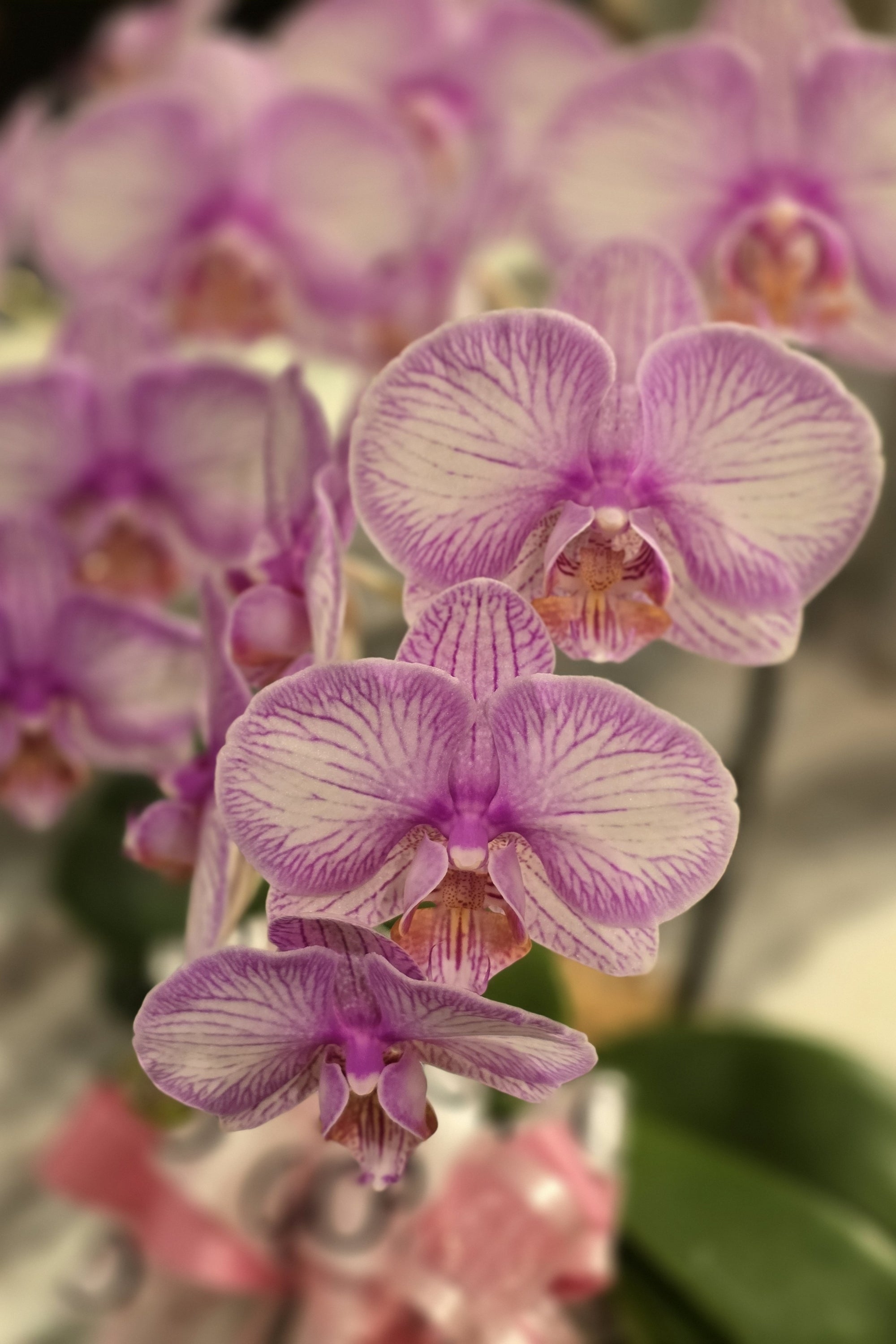 ミニ胡蝶蘭 2本立《ラブリーエフェクト》