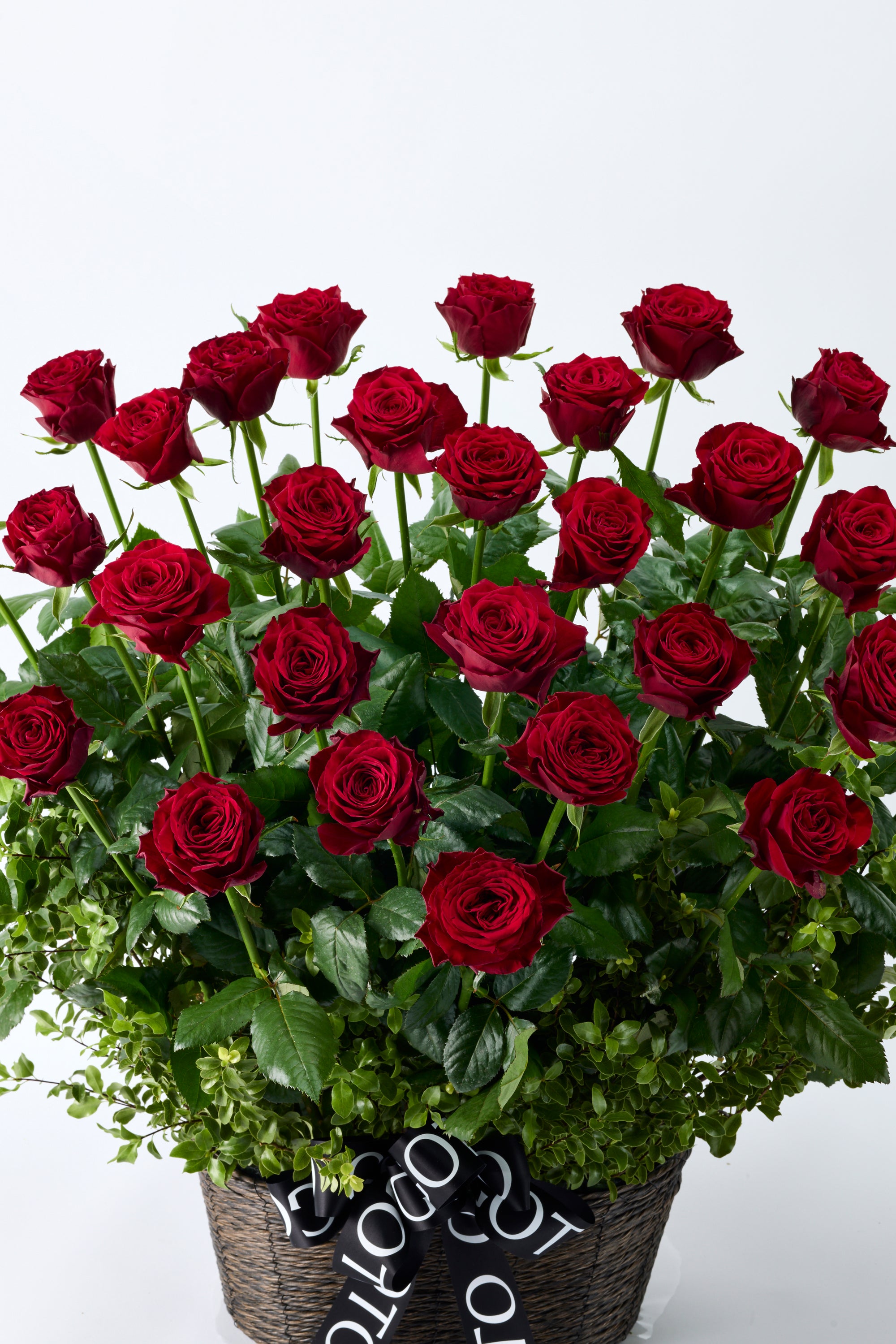 GOTO ROSE – Radiant Parallel《ゴトウローズ・ラディアントパラレル》