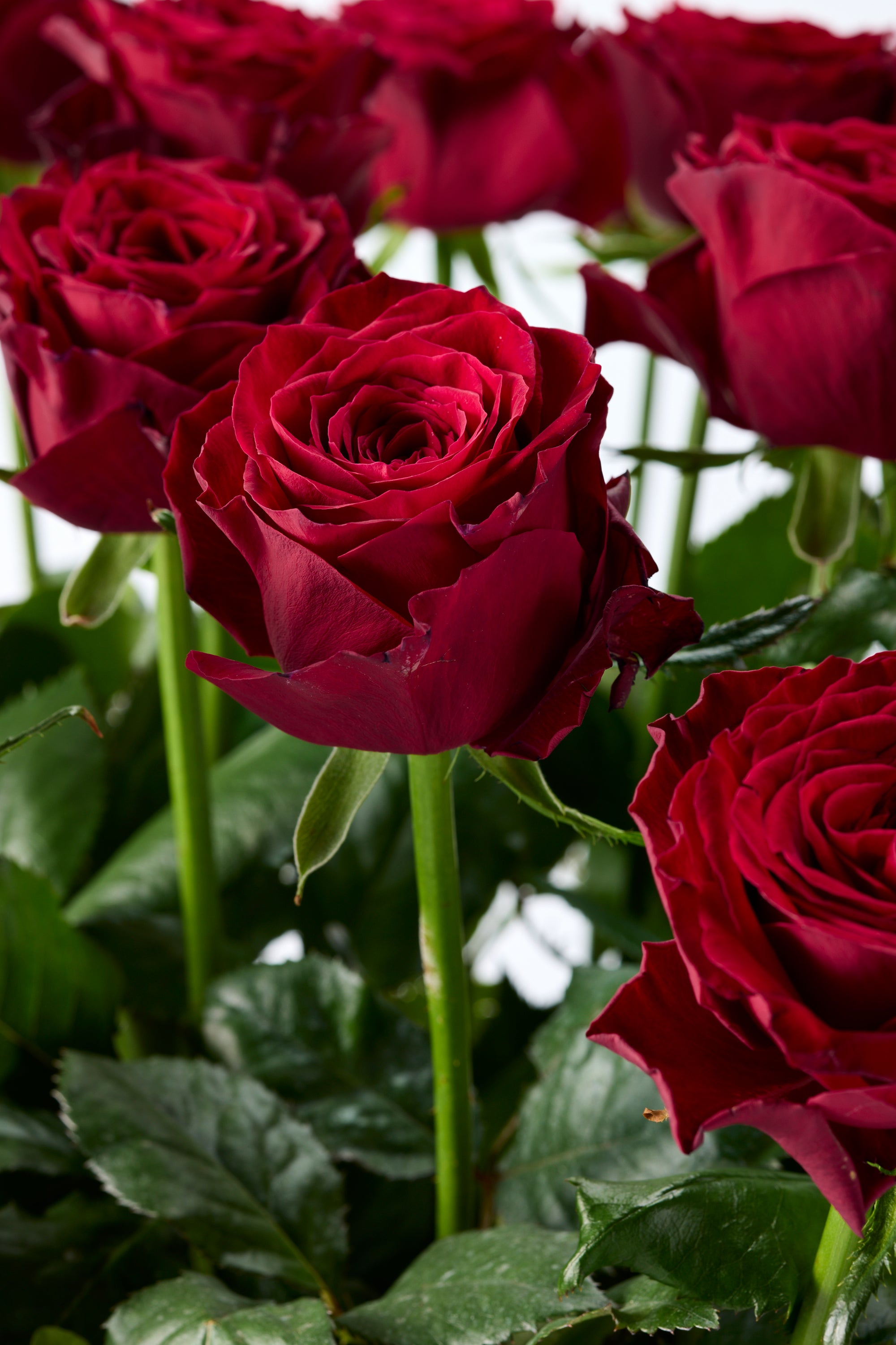 GOTO ROSE – Radiant Parallel《ゴトウローズ・ラディアントパラレル》