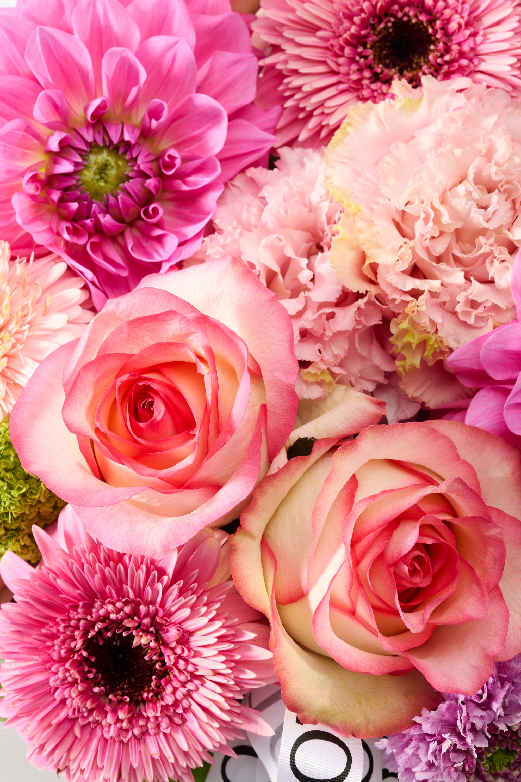 Rosy Charm 《ロージーチャーム》