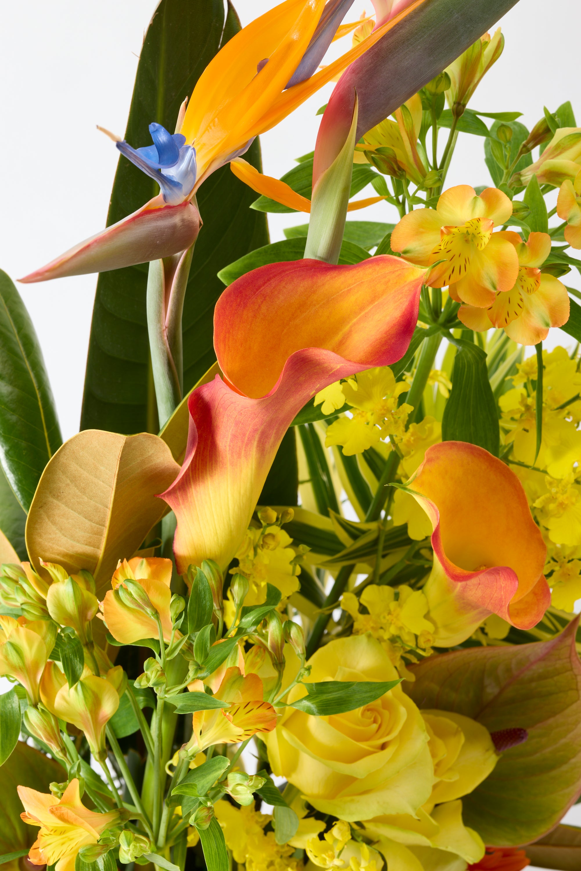 Golden Flair 《ゴールデンフレア》