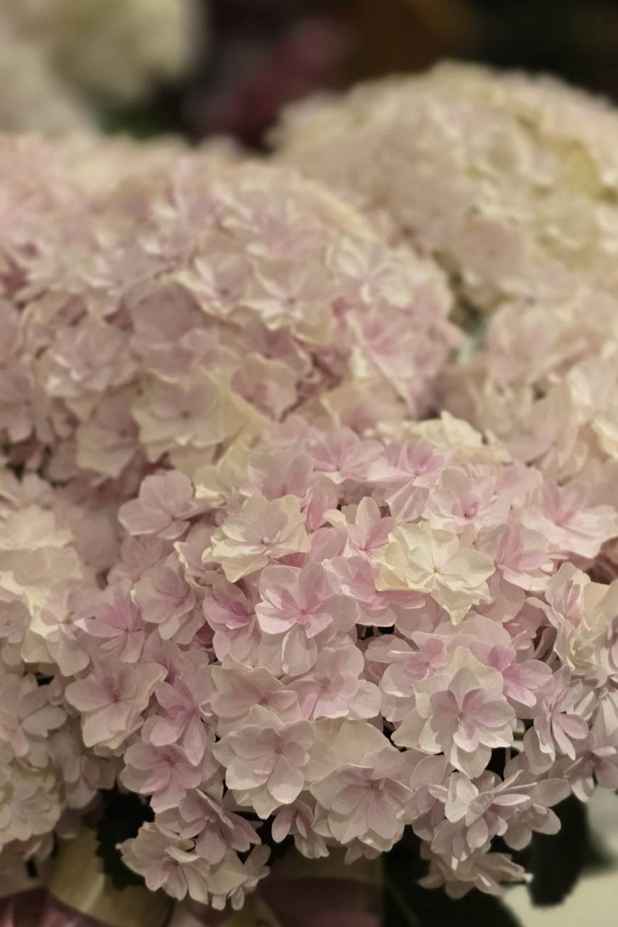 アジサイ《ミルフィオリピンク》